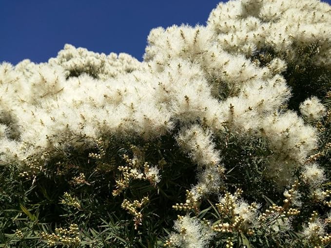 US Organic 100% Pure Tea Tree Essential Oil, Steam Distilled, USDA Certified Organic, for Hair, Skin, Scalp, Foot, Toenails, and More. Sourced from South Africa, Undiluted, Non-GMO (10 ml, 2 Pack)