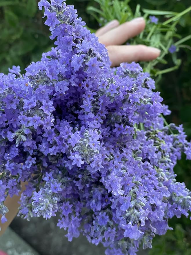 Lavender Hydrosol, Natural Face and Skin Toner, Authentic Distillation Mist