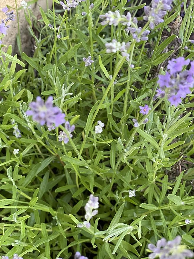 Lavender Hydrosol, Natural Face and Skin Toner, Authentic Distillation Mist